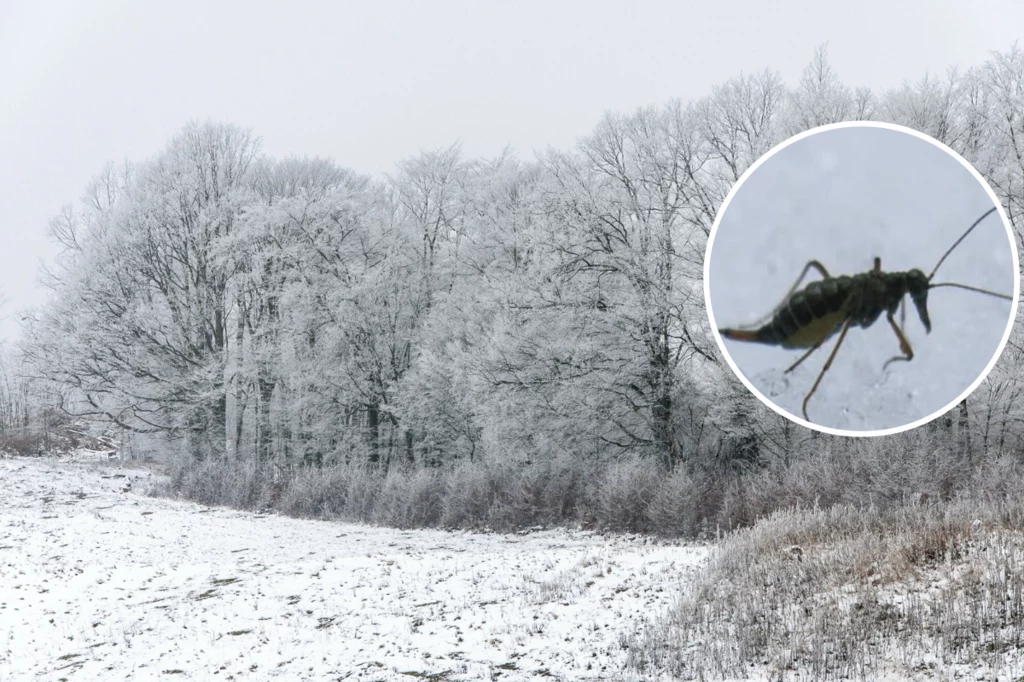 Pośnieżek zimowy nie jest groźny dla człowieka ani zwierząt domowych