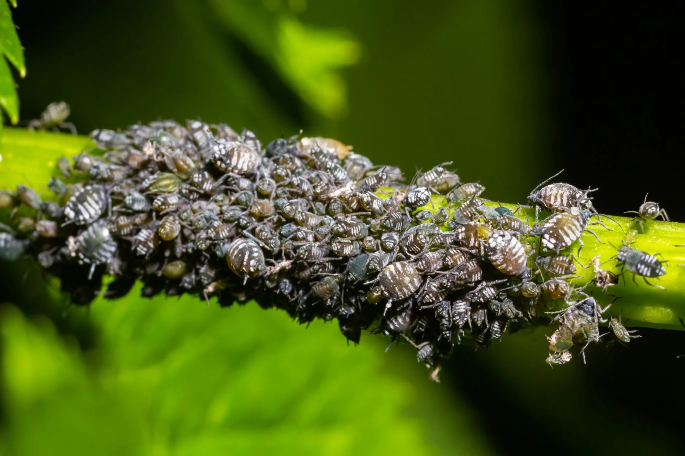 Mszyce to szkodniki, które żerują na roślinach w skupiskach Mszyce to szkodniki, które żerują na roślinach w skupiskach