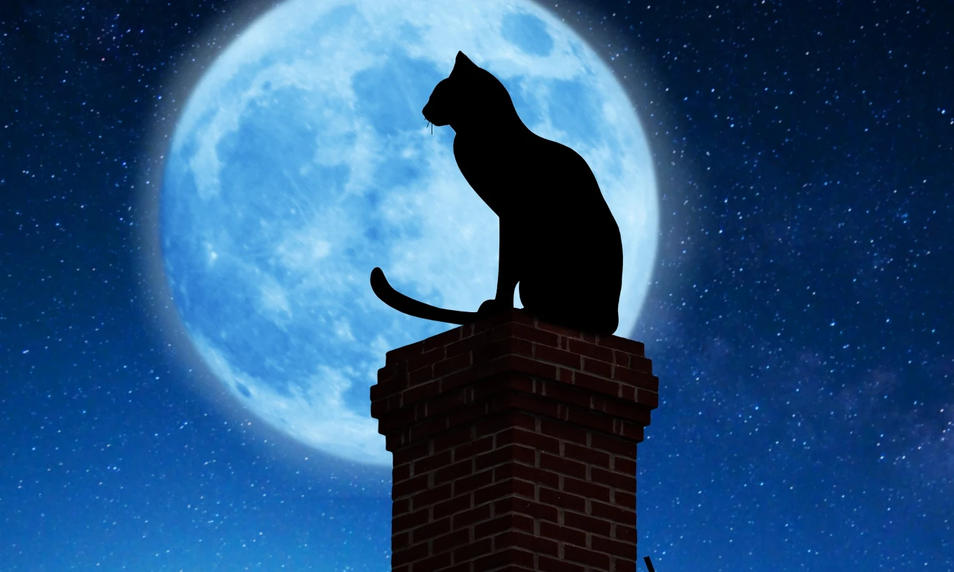 Piątek trzynastego. Podobno, w ten dzień należy wystrzegać się nie tylko czarnych kotów Piątek trzynastego. Podobno, w ten dzień należy wystrzegać się nie tylko czarnych kotów