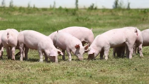 Rolnik z Grodziska ukarany. Musi zapłacić 100 tys. zł odszkodowania