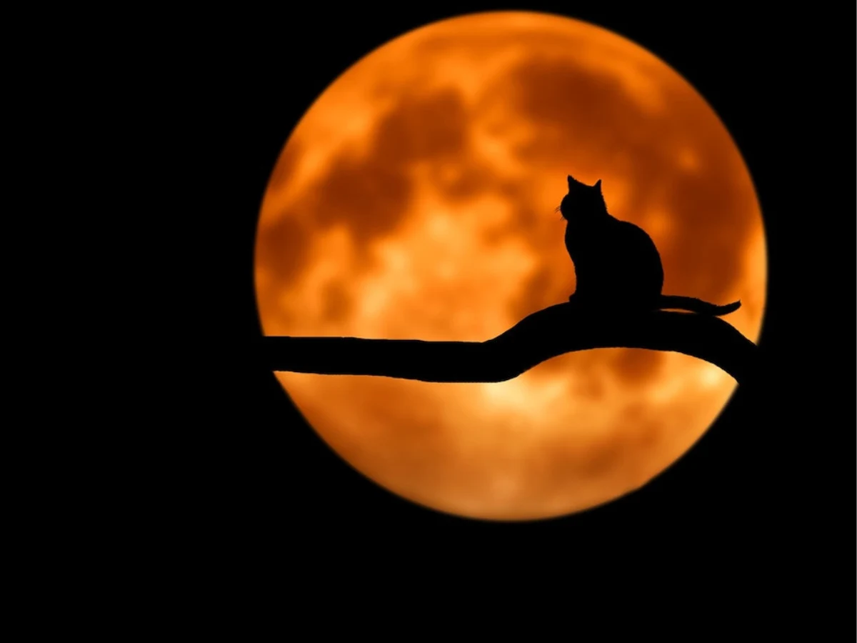 Horoskop na piątek trzynastego Horoskop na piątek trzynastego