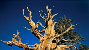 Poskręcane drzewa żyją dłużej