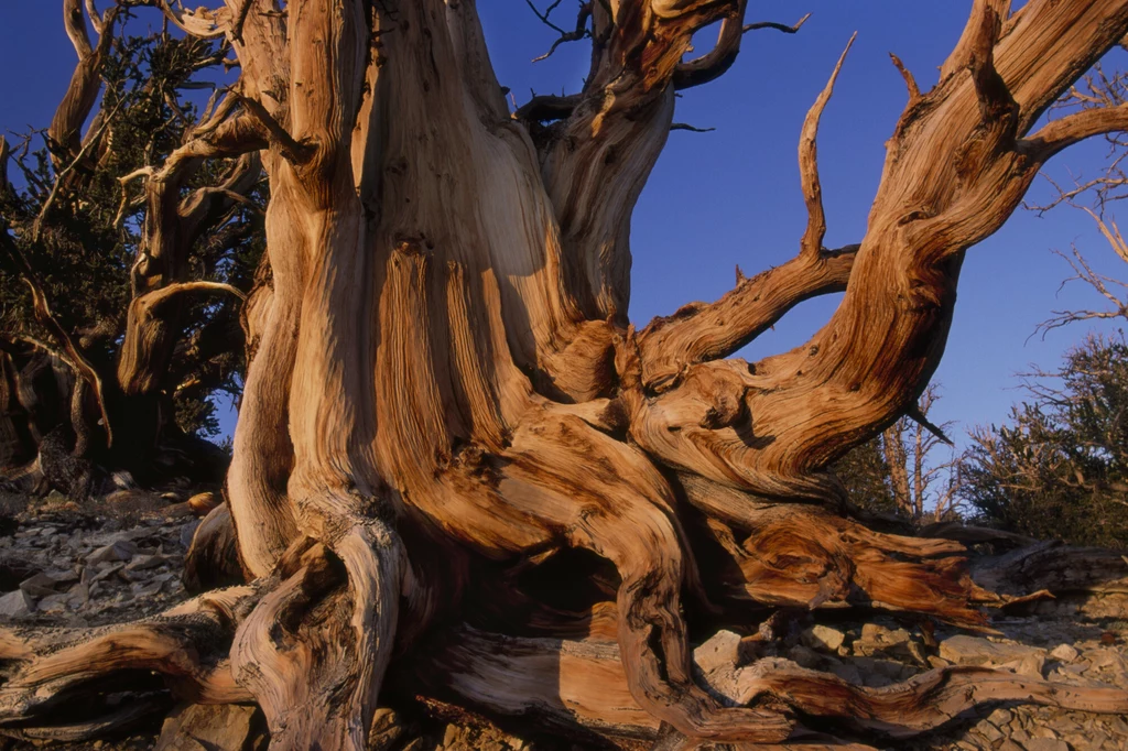 Poskręcane kształty starożytnych drzew mogą wyjaśniać ich długowieczność