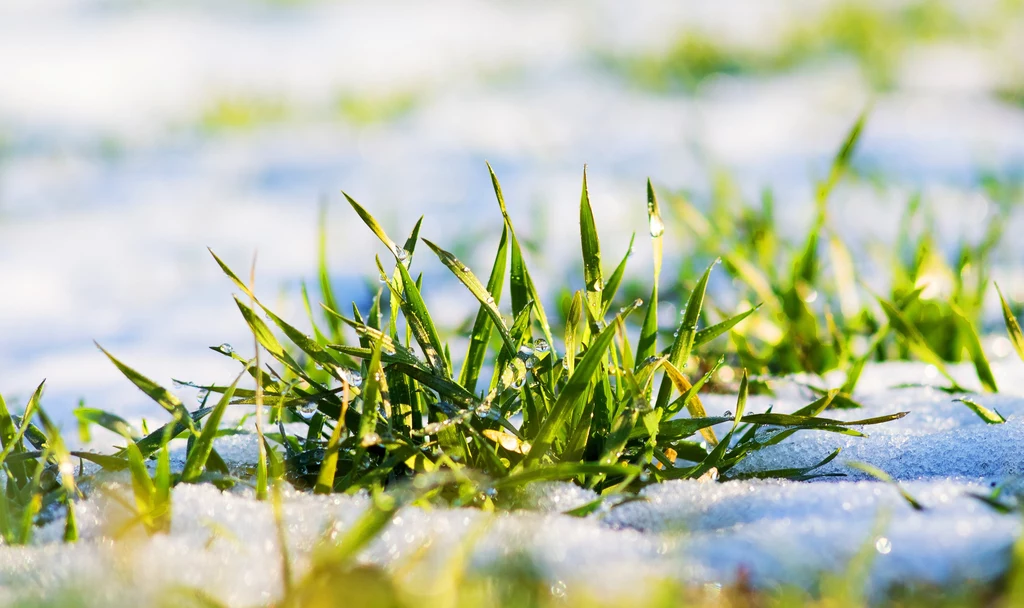 Pierwszym możliwym terminem na przeprowadzenie wapnowania trawnika jest połowa stycznia
