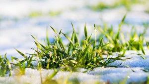 Wapnowanie trawnika po zimie to bardzo ważna czynność. Jak i kiedy wykonać zabieg, by poprawić stan murawy?