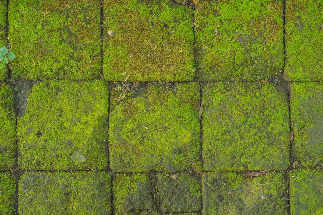 Mech uwielbia kwaśne podłoże