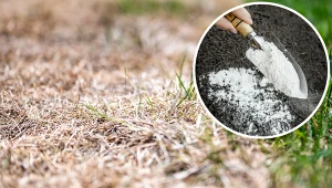 Trawnik po zimie wymaga troski. Ten zabieg trzeba przeprowadzić już teraz