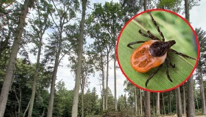 Kleszcze wyszły już z ukrycia. Przenoszą nie tylko boreliozę!