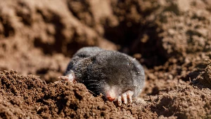 Krety najlepiej zwalczać domowymi sposobami