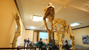 Naukowiec oskarżany o fałszowanie danych na temat wymarcia dinozaurów