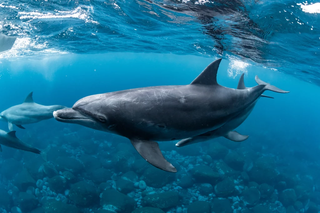  Delfiny próbujące współpracować pod wodą zachowują się podobnie, jak ludzie w miejscu, w którym pracują młoty pneumatyczne. Krzyczą, wołając głośniej i dłużej. 