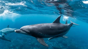 Pod wodą jest tak głośno, że delfiny krzyczą. To i tak nie wystarczy