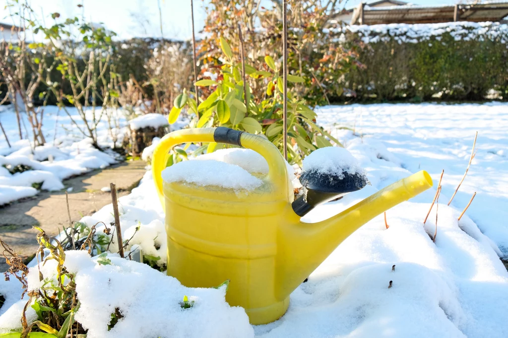 Podlewanie roślin ogrodowych zimą - konieczność czy przesada?