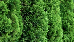 Tuje należy podlewać też w czasie zimy