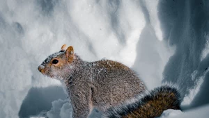 Co robią zwierzęta, by nie zamarznąć w zimie? Zaskakujące metody