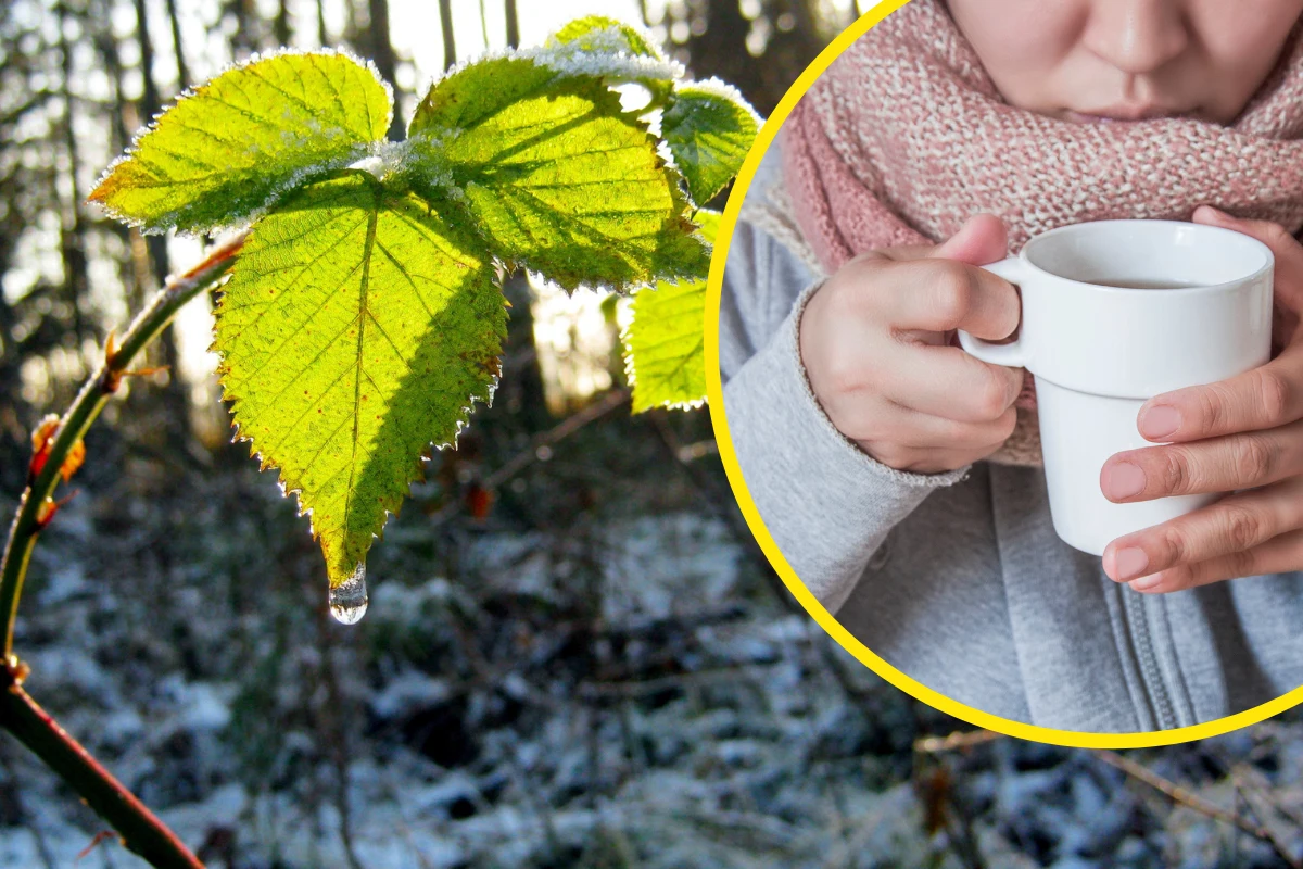 Odwar z pędów malin był niegdyś często pijany w przypadku przeziębienia. Świetnie rozgrzewa i zbija gorączkę Odwar z pędów malin był niegdyś często pijany w przypadku przeziębienia. Świetnie rozgrzewa i zbija gorączkę