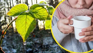 Odwar z pędów malin był niegdyś często pijany w przypadku przeziębienia. Świetnie rozgrzewa i zbija gorączkę