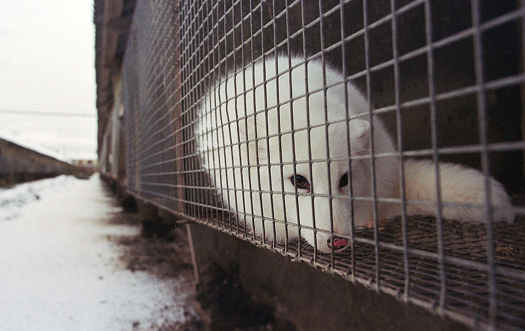 Znani Polacy obejrzeli nagrania z polskich ferm futrzarskich. W większości reagowali płaczem Znani Polacy obejrzeli nagrania z polskich ferm futrzarskich. W większości reagowali płaczem