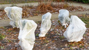 Idą przymrozki? Tak uratujesz rośliny ogrodowe