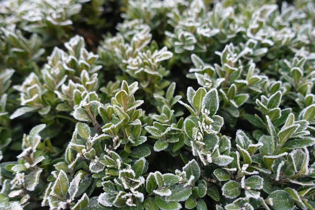 Ciepłe zimy są niebezpieczne dla roślin zimozielonych