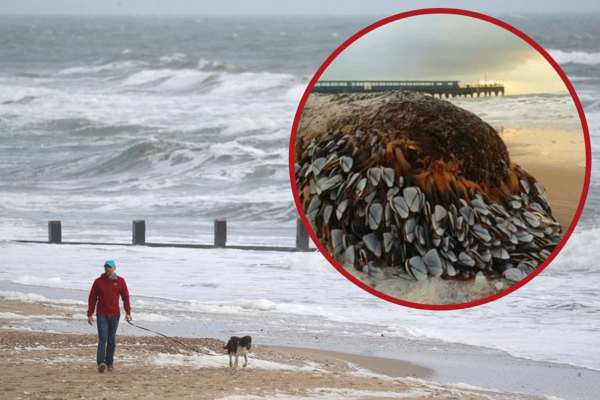 Twór, który pojawił się na plaży w Wielkiej Brytanii wywołał sensacje wśród przechodniów Twór, który pojawił się na plaży w Wielkiej Brytanii wywołał sensacje wśród przechodniów