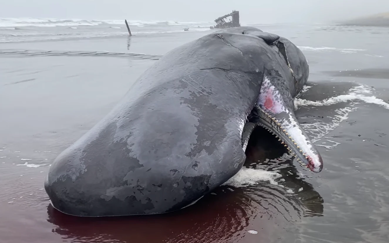Wyrzucony na brzeg plaży w Oregonie wieloryb Wyrzucony na brzeg plaży w Oregonie wieloryb