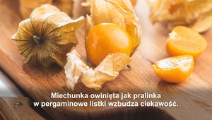 "Na zdrowie": Miechunka, mały wielki owoc!