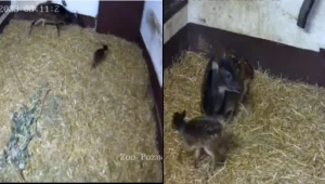 W poznańskim zoo na świat przyszedł sambar kropkowany