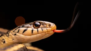 Węże mogą wąchać przy użyciu języka