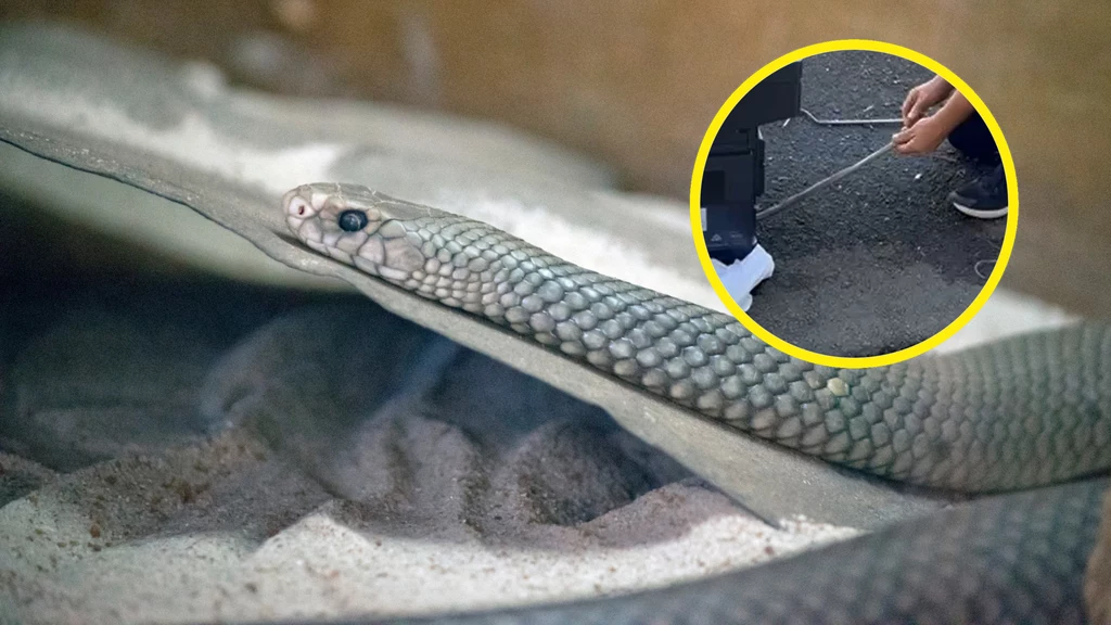 Pracownicy salonu samochodowego w Sydney byli w szoku gdy okazało się, że w firmowej drukarce zamieszkał wąż. Gad należał na dodatek do drugiego najbardziej jadowitego gatunku węży na świecie