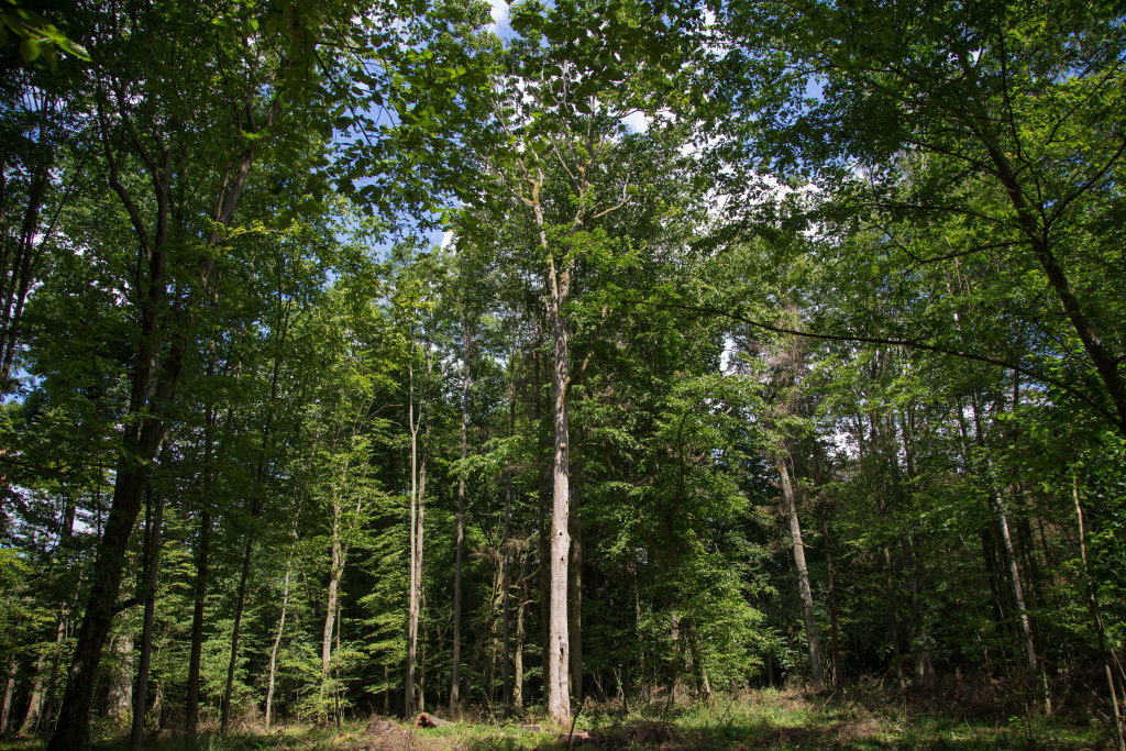 Puszcza Białowieska to ostatni las pierwotny w Europie