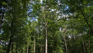 Utrata lasów to przyczyna i skutek zmian klimatu