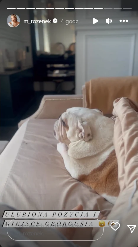 Pies Małgorzaty Rozenek-Majdan Pies Małgorzaty Rozenek-Majdan