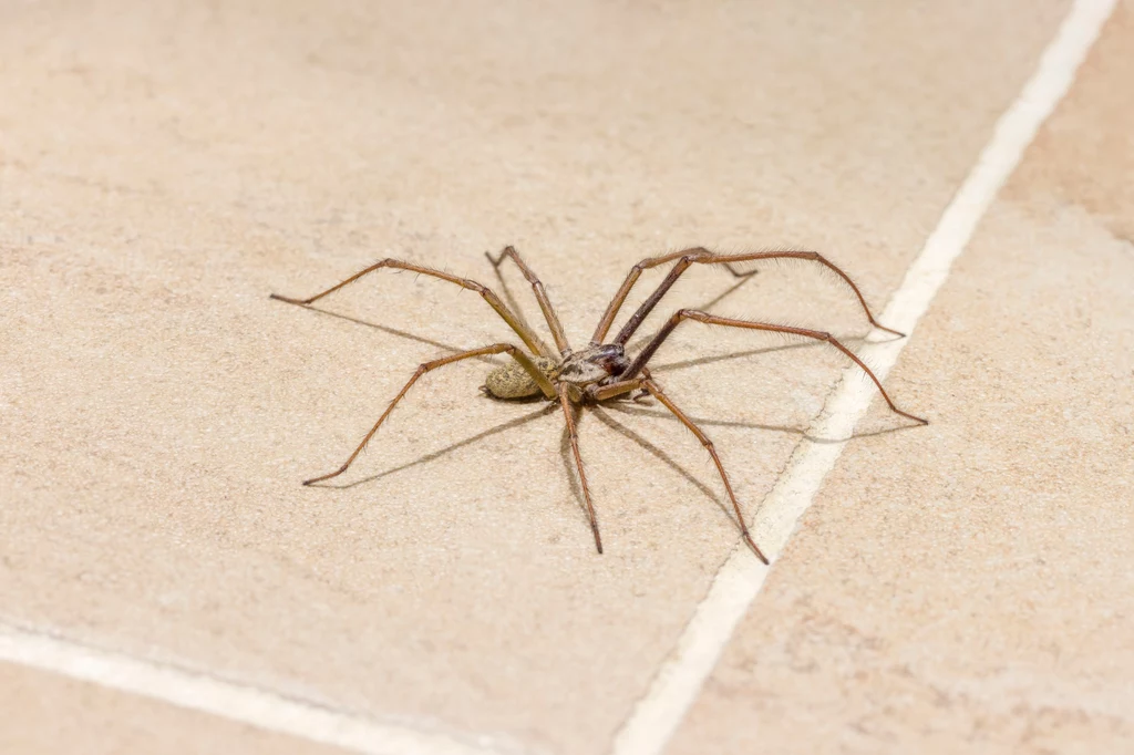 Uważasz, że pająki w domu to problem? Rozpraw się z nimi naturalnymi metodami