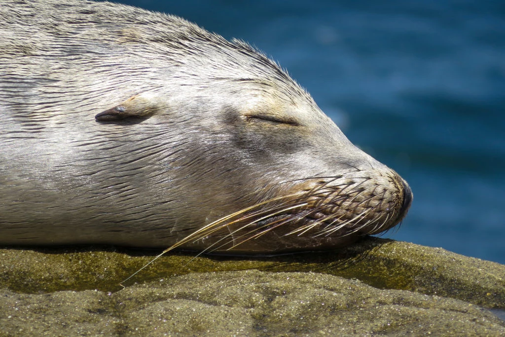 Zgodnie z szacunkami naukowców, foka zwyczajna, spotykana na polskim wybrzeżu, nie przetrwa zmian klimau.