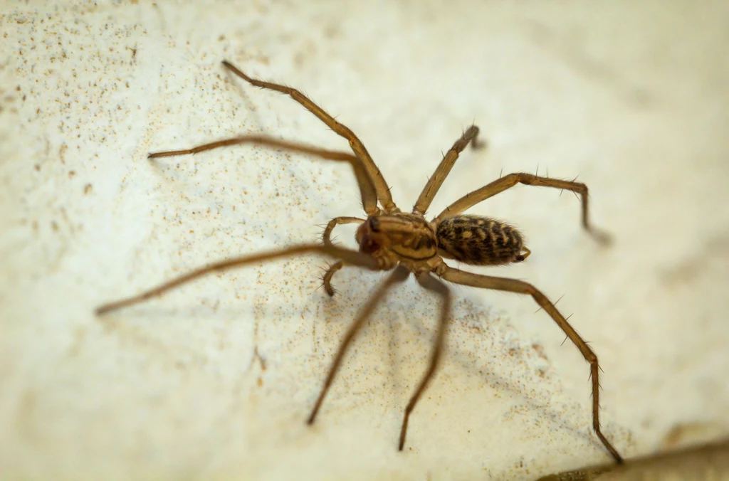 Zobaczenie pająka w mieszkaniu może wzbudzać duży dyskomfort