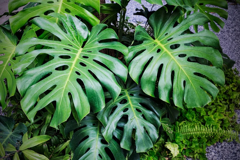 Dlaczego monstera knie? W sytuacji krytycznej wysya jeden sygna -  Kobieta w INTERIA.PL