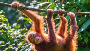 Niesamowite podobieństwa między orangutanami i ludźmi