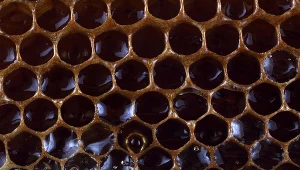 Miód gryczany różni się od innych miodów. Na pierwszy rzut oka kolorem, ale też smakiem