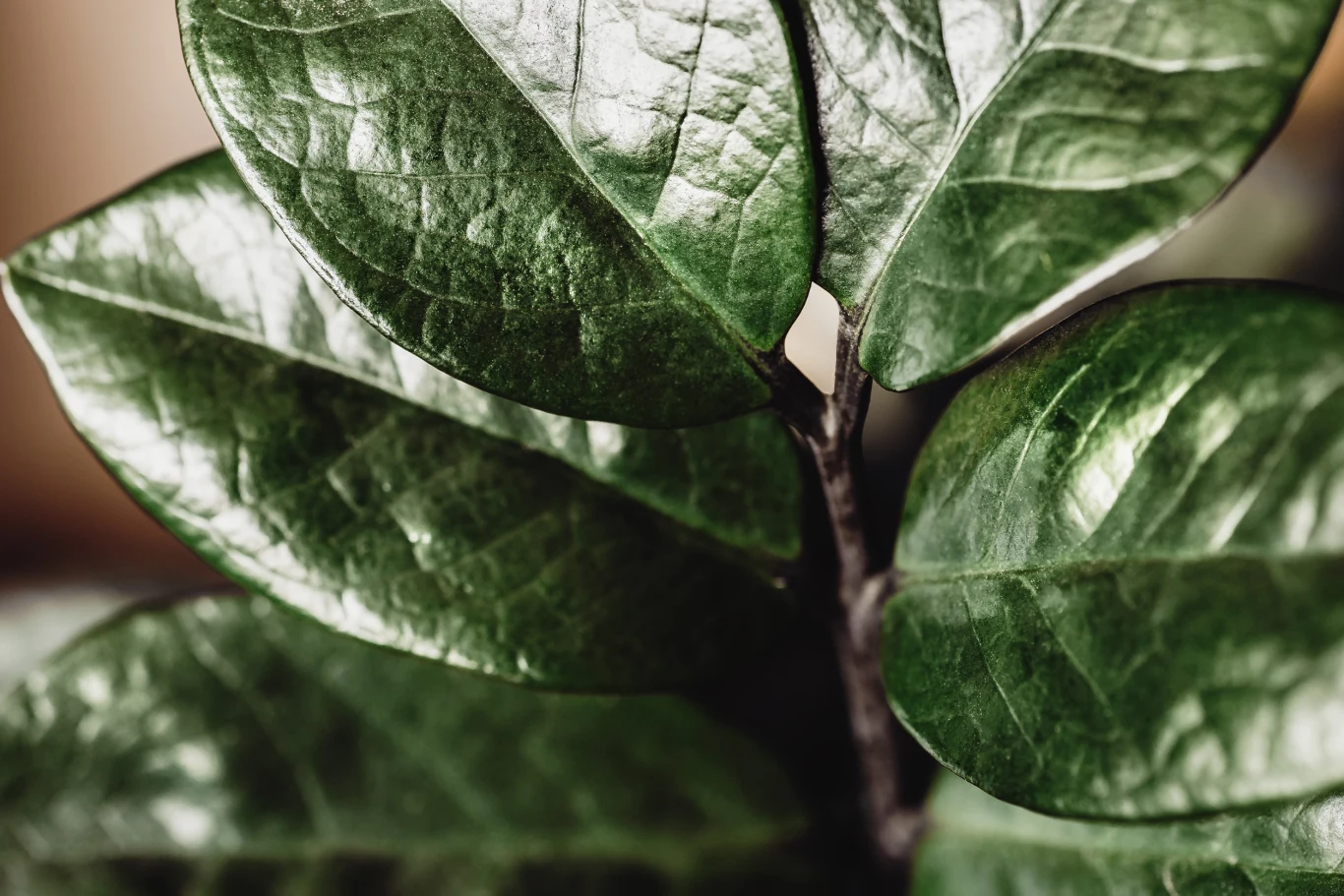 Po zastosowaniu domowej odżywki zamiokulkas odżyje i zacznie wypuszczać nowe liście