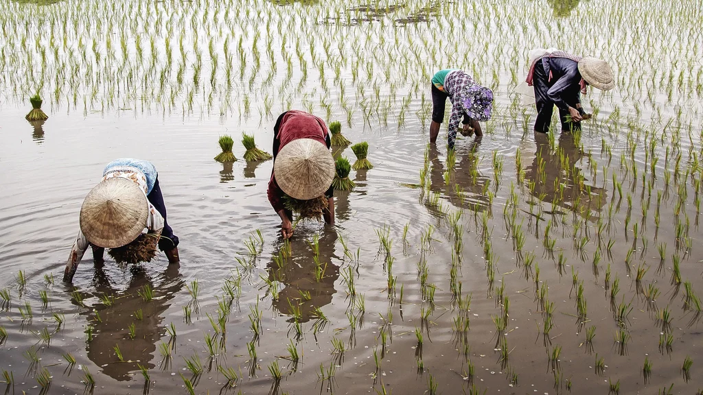 Naukowcy pracują nad nowymi odmianami ryżu, które będą odporne na skutki zmian klimatycznych. Zboże to jest fundamentem diety niemal połowy ludzi na świecie