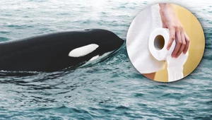 Papier toaletowy zabija orki. Walenie zatruwają się chemikaliami