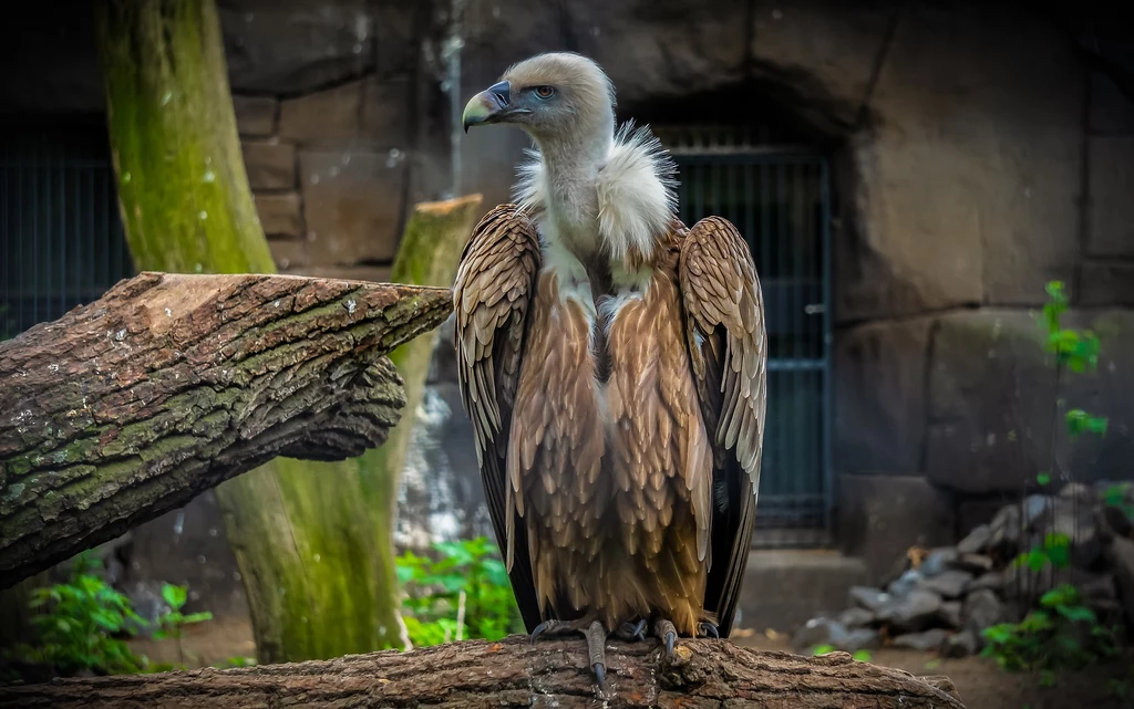 Okoliczności śmierci sępa w zoo w Dallas nie są znane Okoliczności śmierci sępa w zoo w Dallas nie są znane