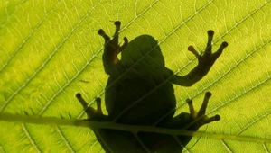 Smakosze żabich udek przyczyniają się do wymierania płazów. Co roku umiera 200 mln żab