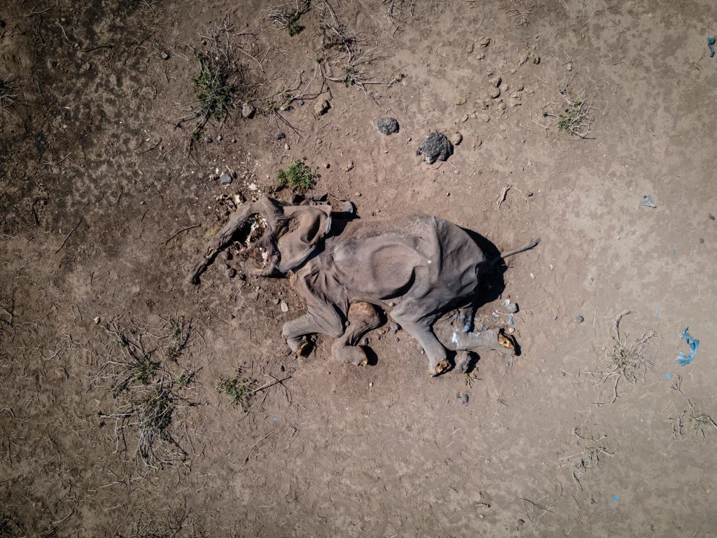 Zwłoki słonia na spalonej ziemi w pobliżu obrzeży Parku Narodowego Amboseli w Kenii