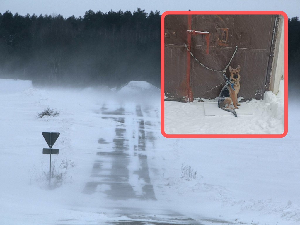 Pies został przypięty łańcuchem pod bramą schroniska