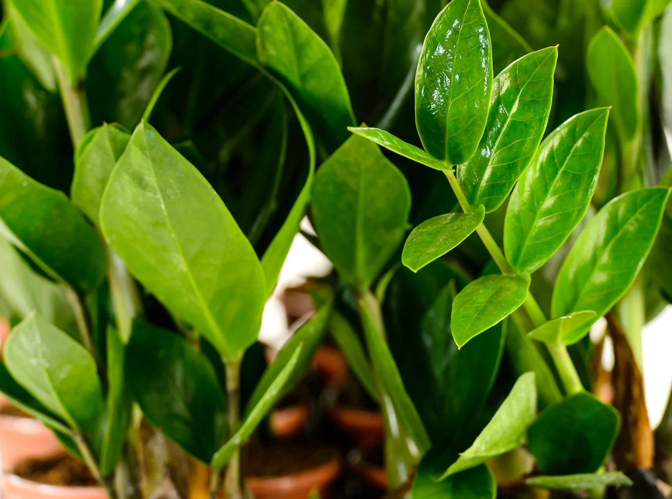 Zamiokulkasa możesz rozmnożyć z liścia