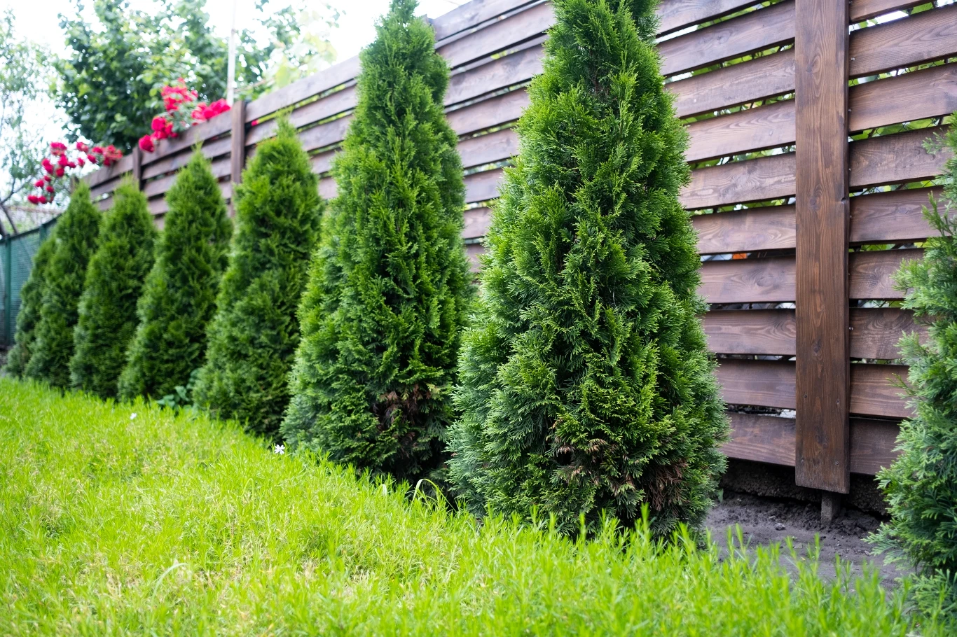 Tuje potrzebują cięcia po zimie