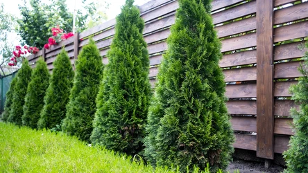 W jakiej odległości od ogrodzenia powinno się sadzić tuje?