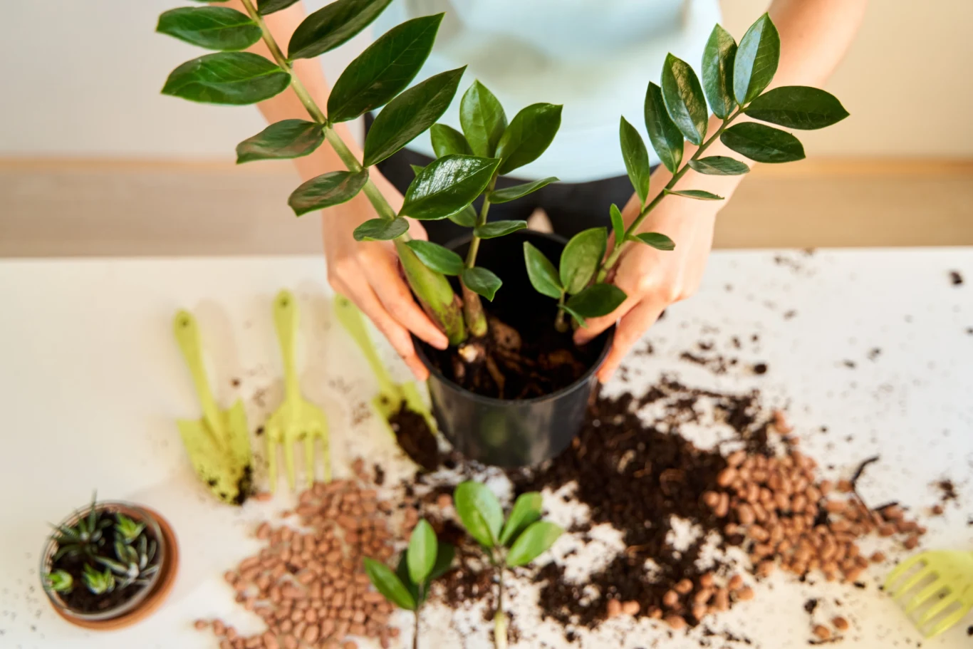 Rozmnażanie zamiokulkasa - jak i kiedy to zrobić? Rozmnażanie zamiokulkasa - jak i kiedy to zrobić?